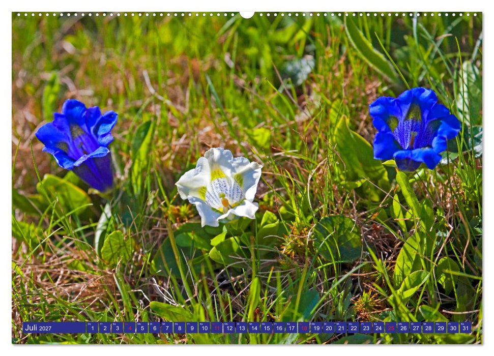 Meine schönsten Alpenblumen (CALVENDO Premium Wandkalender 2027)