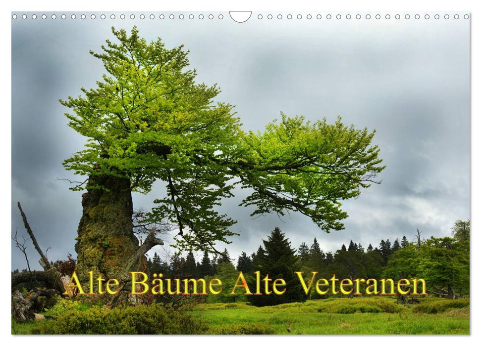 Alte Bäume Alte Veteranen (CALVENDO Wandkalender 2027)