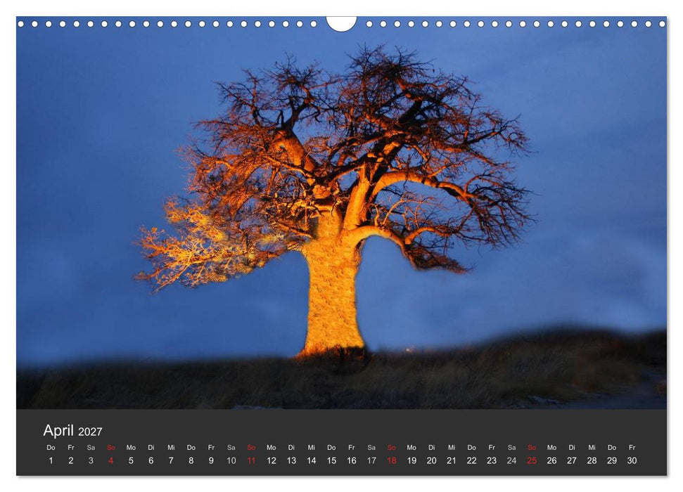Alte Bäume Alte Veteranen (CALVENDO Wandkalender 2027)