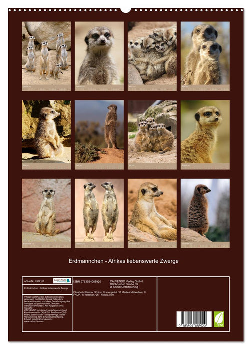 Erdmännchen - Afrikas liebenswerte Zwerge (CALVENDO Premium Wandkalender 2027)