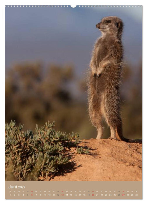 Erdmännchen - Afrikas liebenswerte Zwerge (CALVENDO Premium Wandkalender 2027)