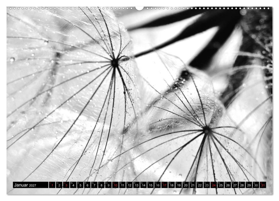 Pusteblume - Impressionen in schwarzweiß (CALVENDO Premium Wandkalender 2027)