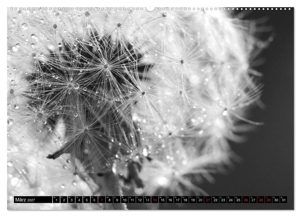 Pusteblume - Impressionen in schwarzweiß (CALVENDO Premium Wandkalender 2027)