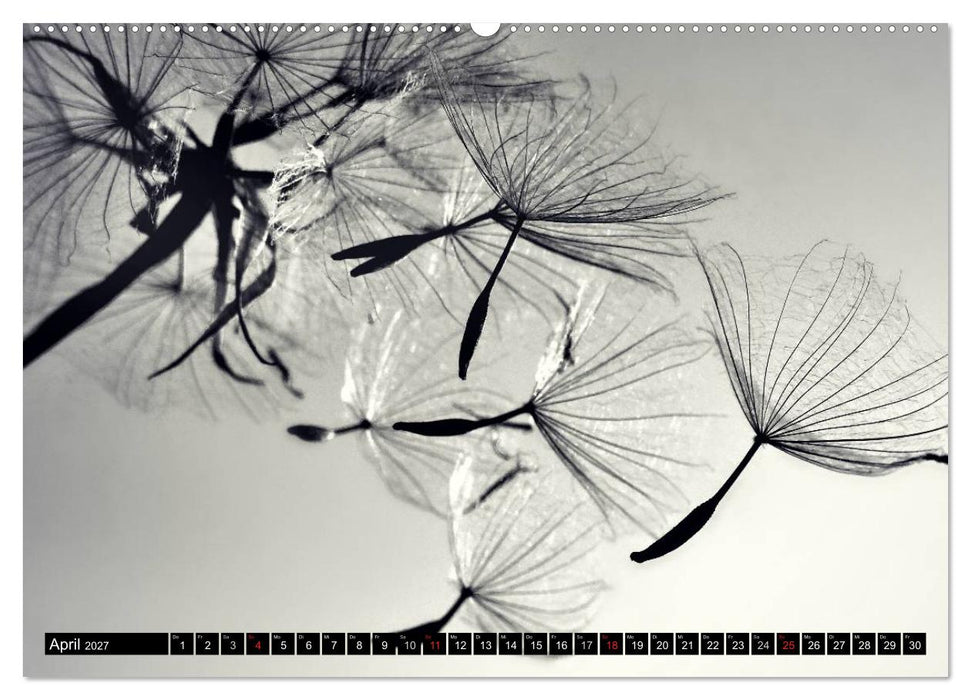 Pusteblume - Impressionen in schwarzweiß (CALVENDO Premium Wandkalender 2027)