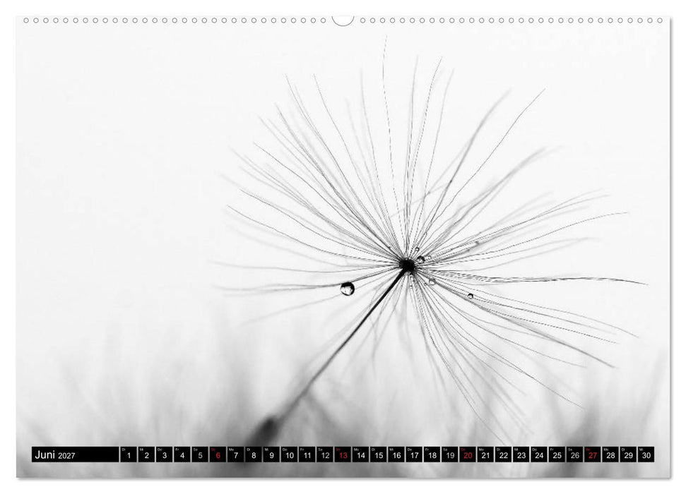 Pusteblume - Impressionen in schwarzweiß (CALVENDO Premium Wandkalender 2027)