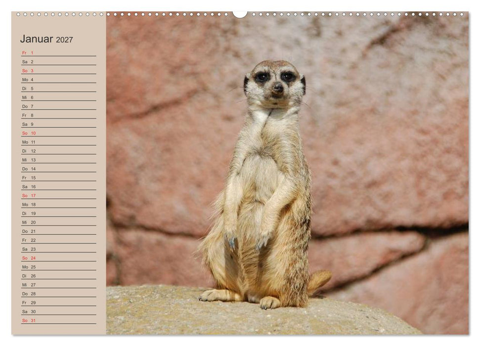 Erdmännchen (CALVENDO Wandkalender 2027)