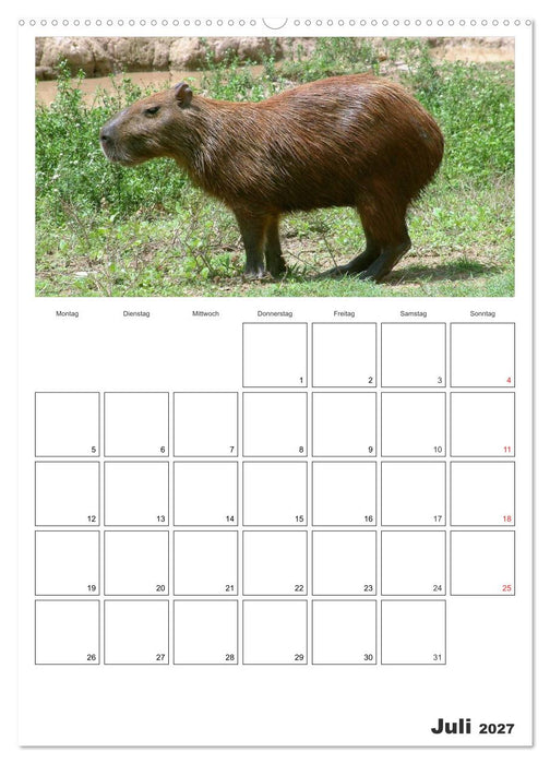 Venezuela - Land der Kontraste (CALVENDO Premium Wandkalender 2027)