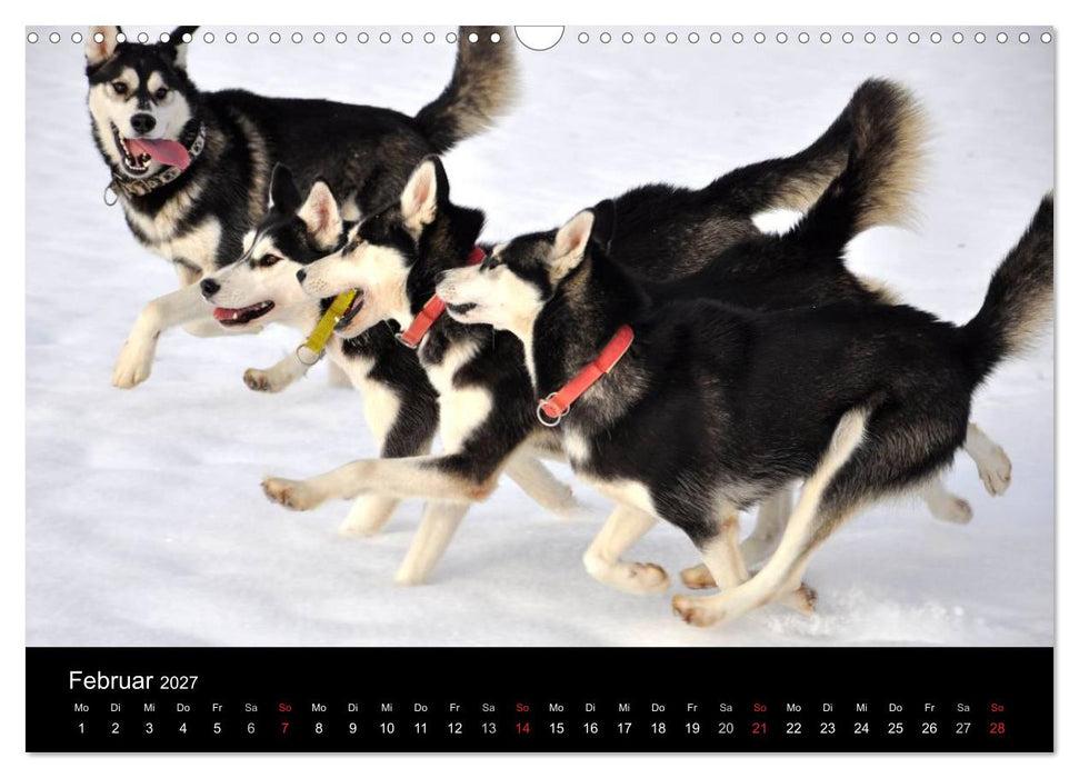 Sibirische Huskys aus Deutschland (CALVENDO Wandkalender 2027)