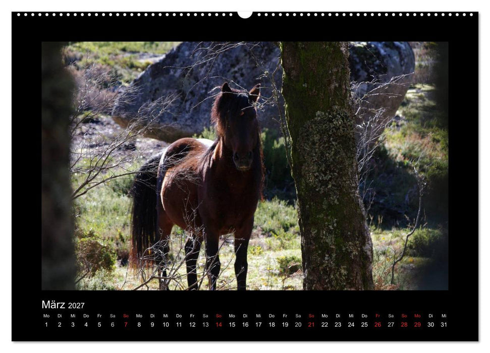 Garranos - Bedrohte Wildpferde Europas (CALVENDO Wandkalender 2027)