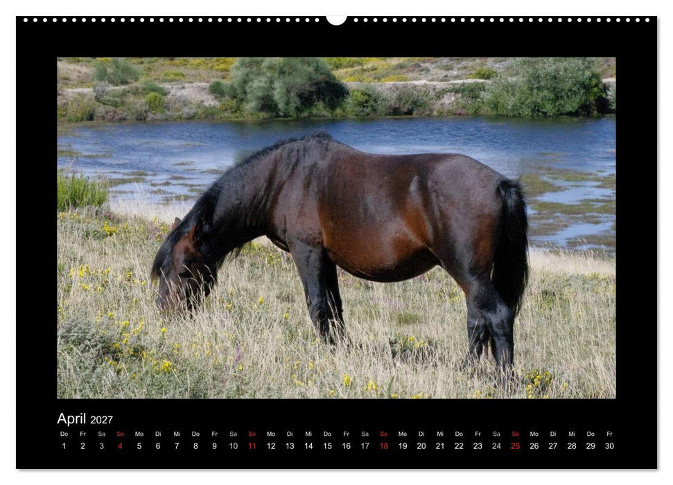 Garranos - Bedrohte Wildpferde Europas (CALVENDO Wandkalender 2027)