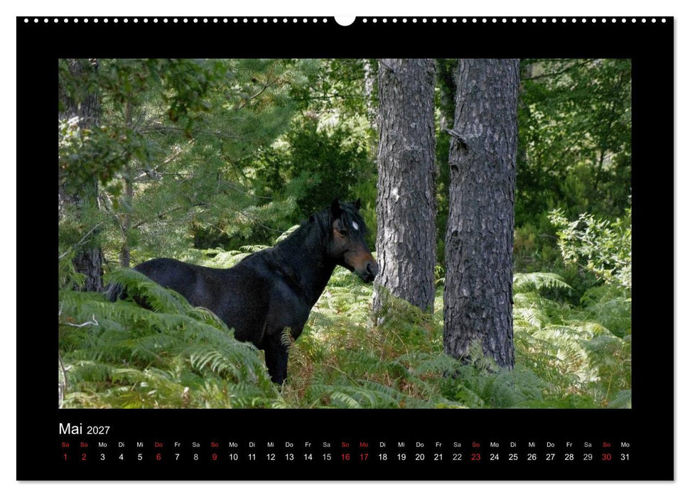 Garranos - Bedrohte Wildpferde Europas (CALVENDO Wandkalender 2027)
