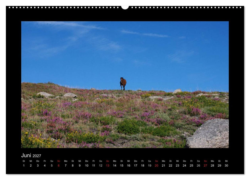 Garranos - Bedrohte Wildpferde Europas (CALVENDO Wandkalender 2027)