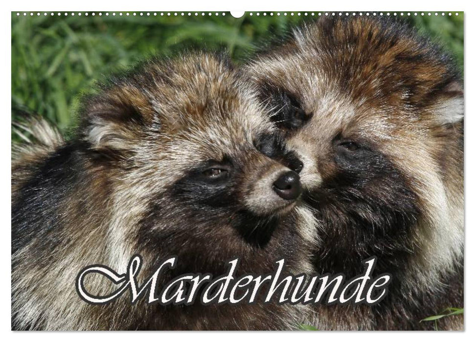 Marderhunde (CALVENDO Wandkalender 2027)