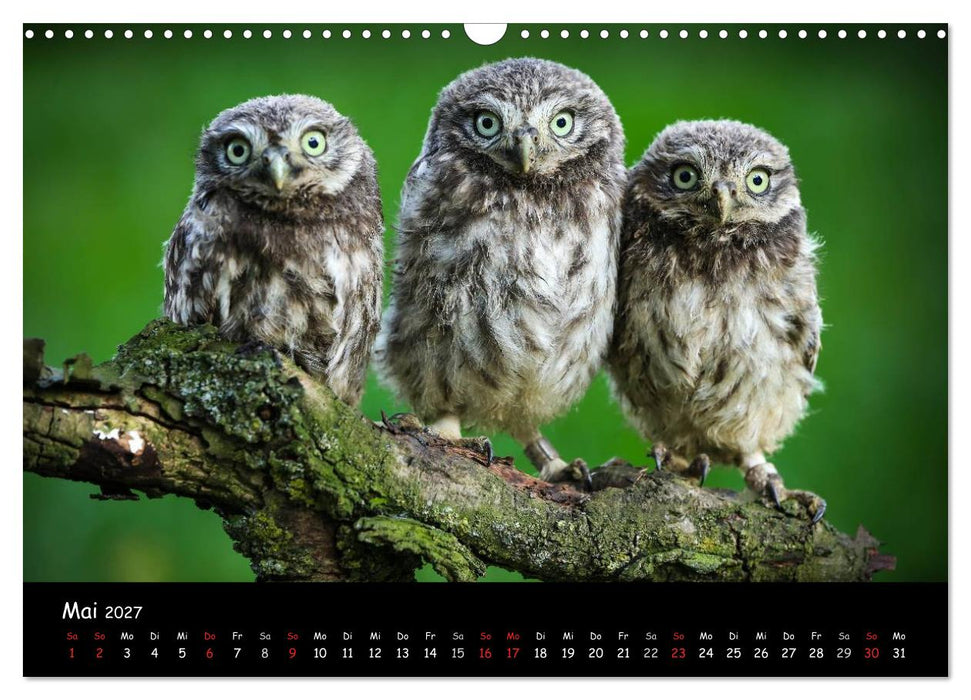 Billerbeck - Perle der Baumberge (CALVENDO Wandkalender 2027)