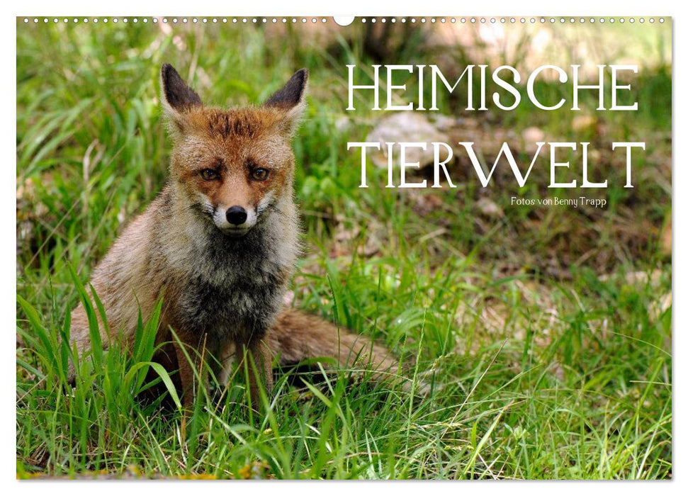 Heimische Tierwelt (CALVENDO Wandkalender 2027)