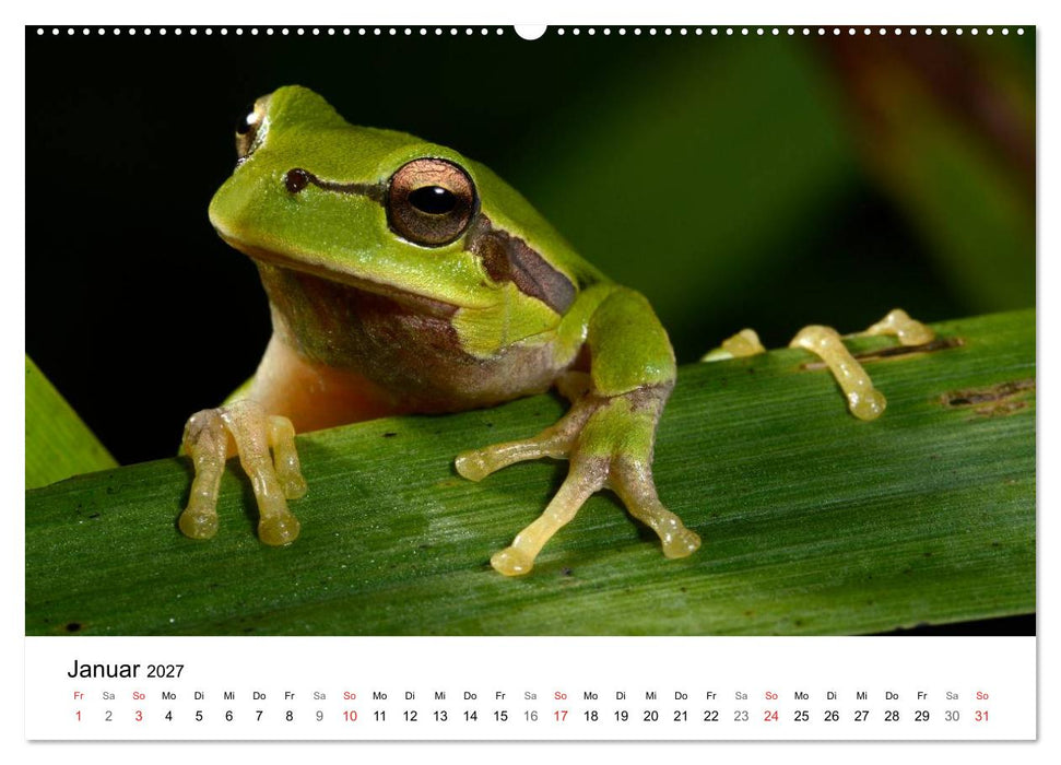 Heimische Tierwelt (CALVENDO Wandkalender 2027)