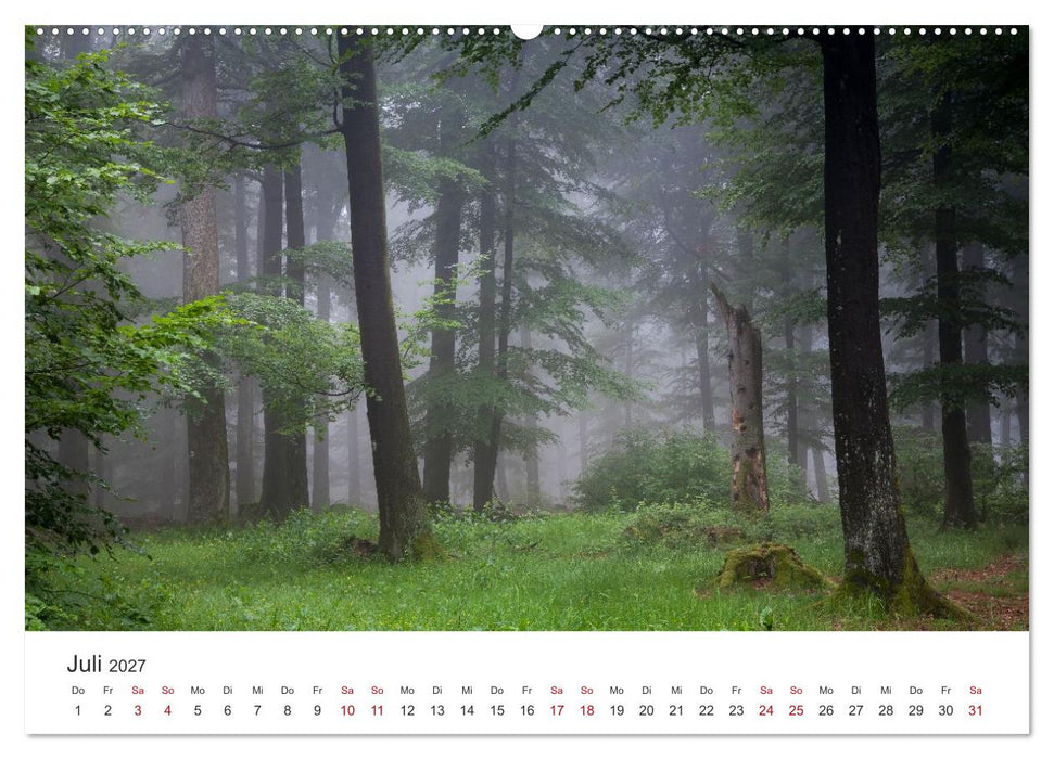 Im Deutschen Wald (CALVENDO Premium Wandkalender 2027)