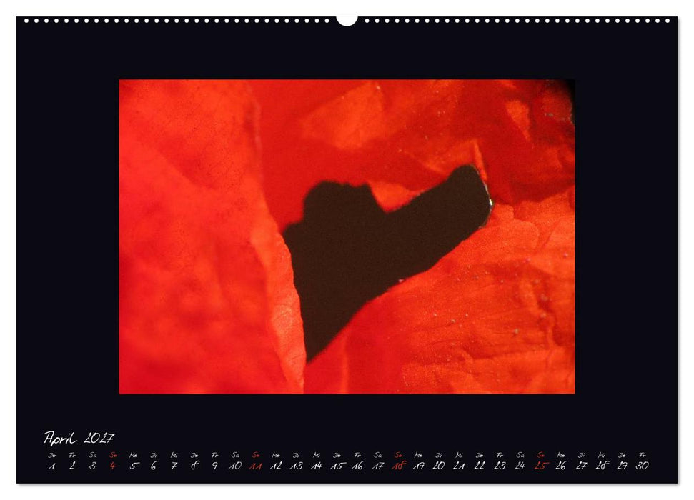 MOHNographie (CALVENDO Wandkalender 2027)