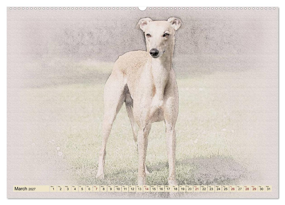 Whippets 2027 (CALVENDO Premium-Calendar 2027)