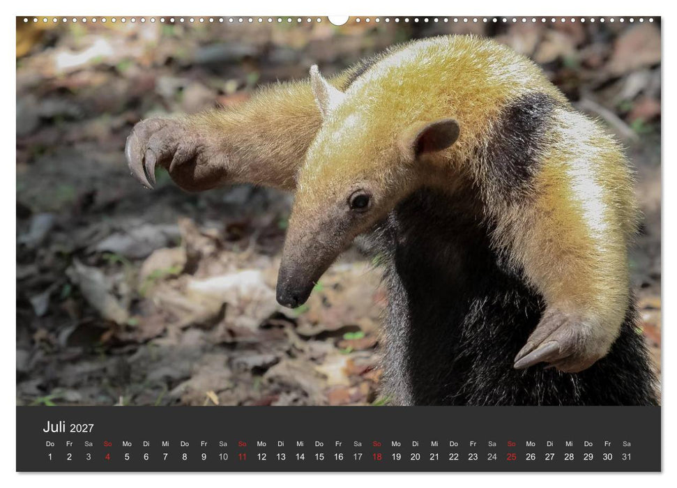 Wildlife Pantanal 2027 (CALVENDO Premium Wandkalender 2027)