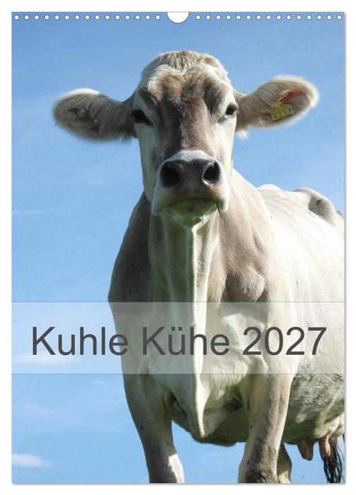 Kuhle Kühe 2027 (CALVENDO Wandkalender 2027)