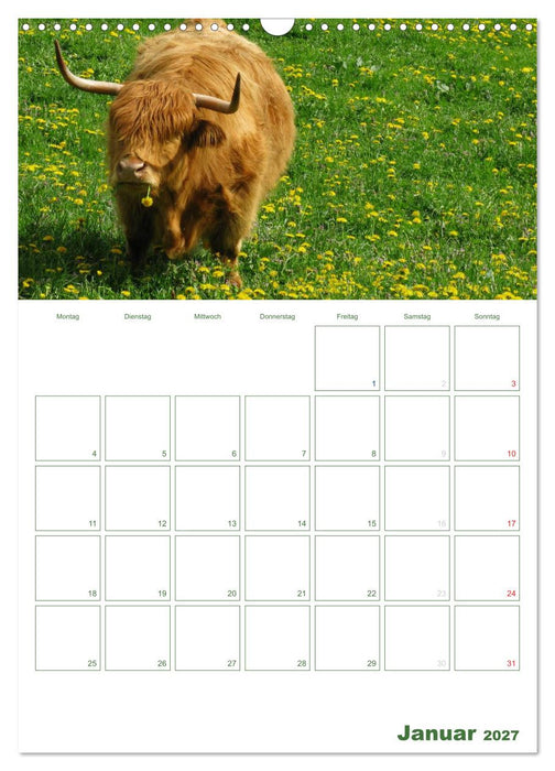 Kuhle Kühe 2027 (CALVENDO Wandkalender 2027)