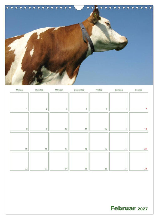 Kuhle Kühe 2027 (CALVENDO Wandkalender 2027)