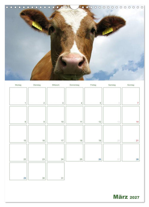 Kuhle Kühe 2027 (CALVENDO Wandkalender 2027)