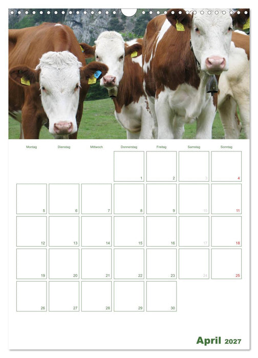 Kuhle Kühe 2027 (CALVENDO Wandkalender 2027)
