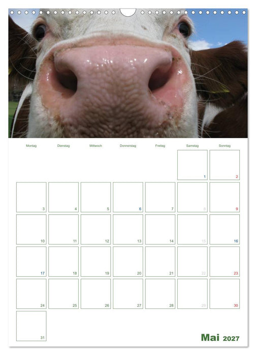 Kuhle Kühe 2027 (CALVENDO Wandkalender 2027)