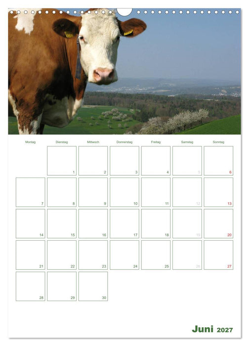 Kuhle Kühe 2027 (CALVENDO Wandkalender 2027)