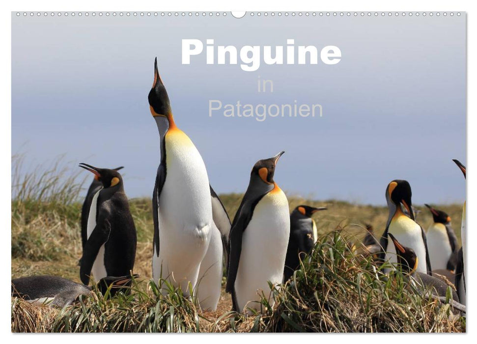 Pinguine in Patagonien (CALVENDO Wandkalender 2027)