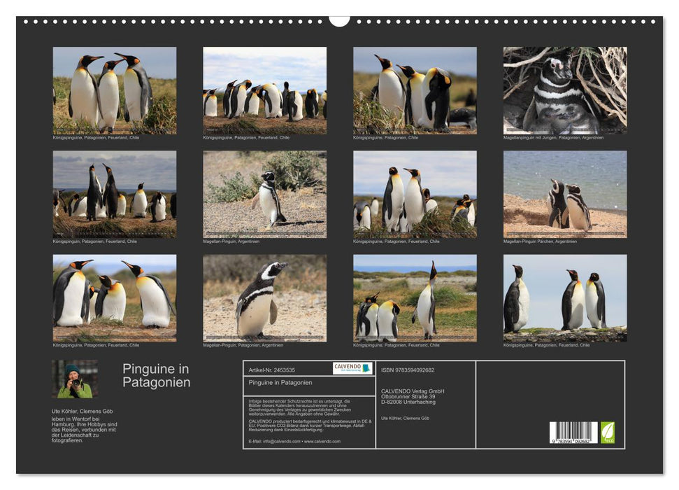 Pinguine in Patagonien (CALVENDO Wandkalender 2027)