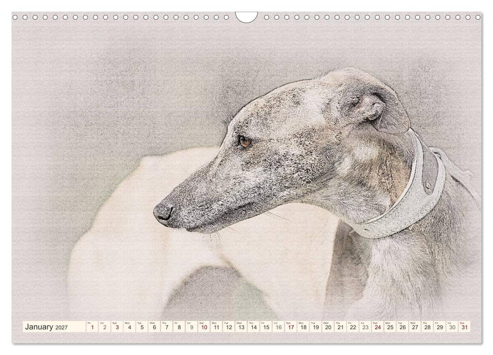 Whippets 2027 (CALVENDO Monthly Calendar 2027)