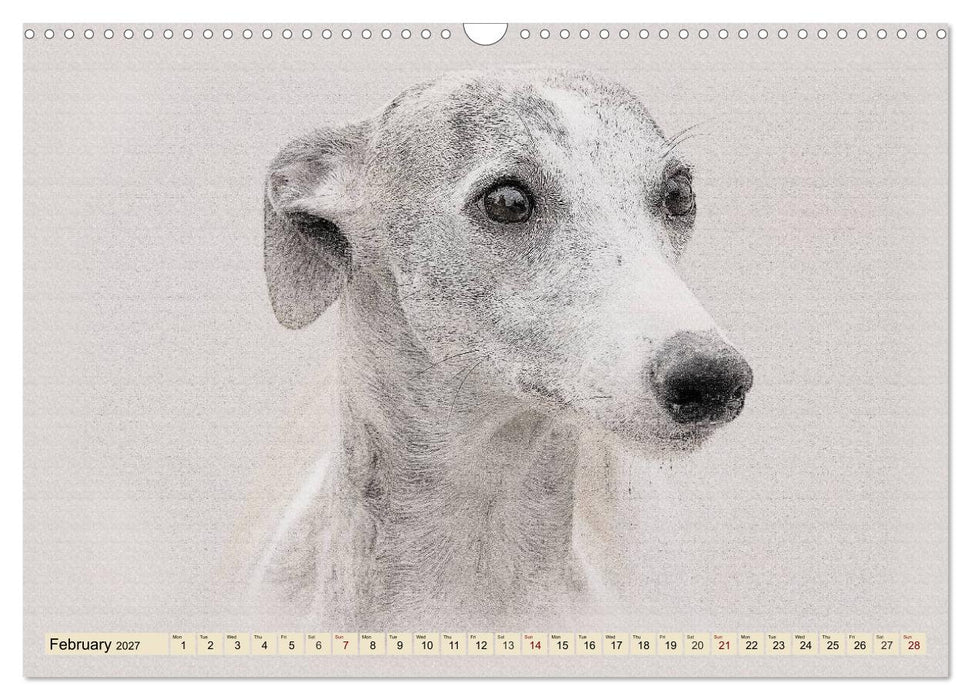 Whippets 2027 (CALVENDO Monthly Calendar 2027)
