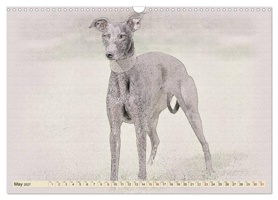 Whippets 2027 (CALVENDO Monthly Calendar 2027)