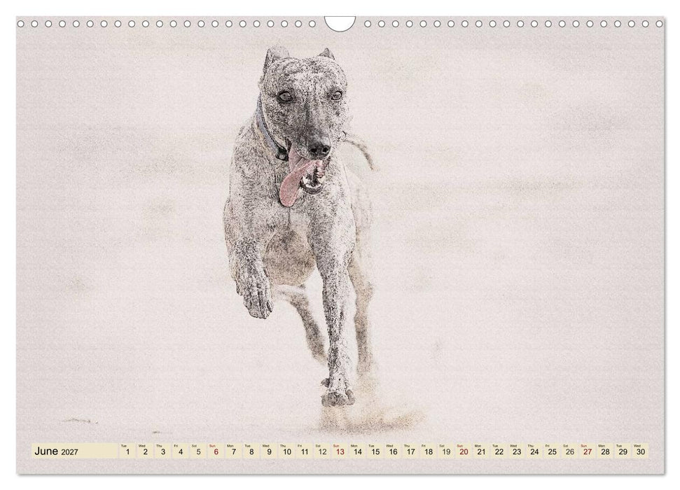 Whippets 2027 (CALVENDO Monthly Calendar 2027)