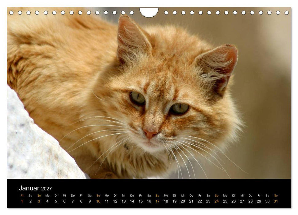 Katzensprung (CALVENDO Wandkalender 2027)