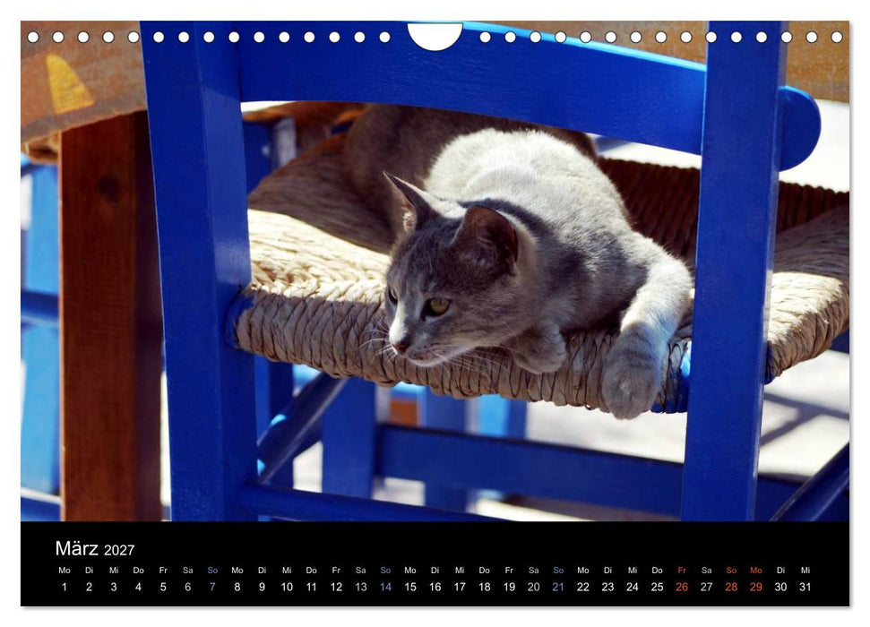 Katzensprung (CALVENDO Wandkalender 2027)