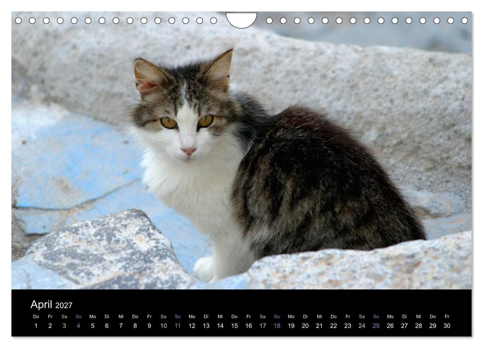 Katzensprung (CALVENDO Wandkalender 2027)