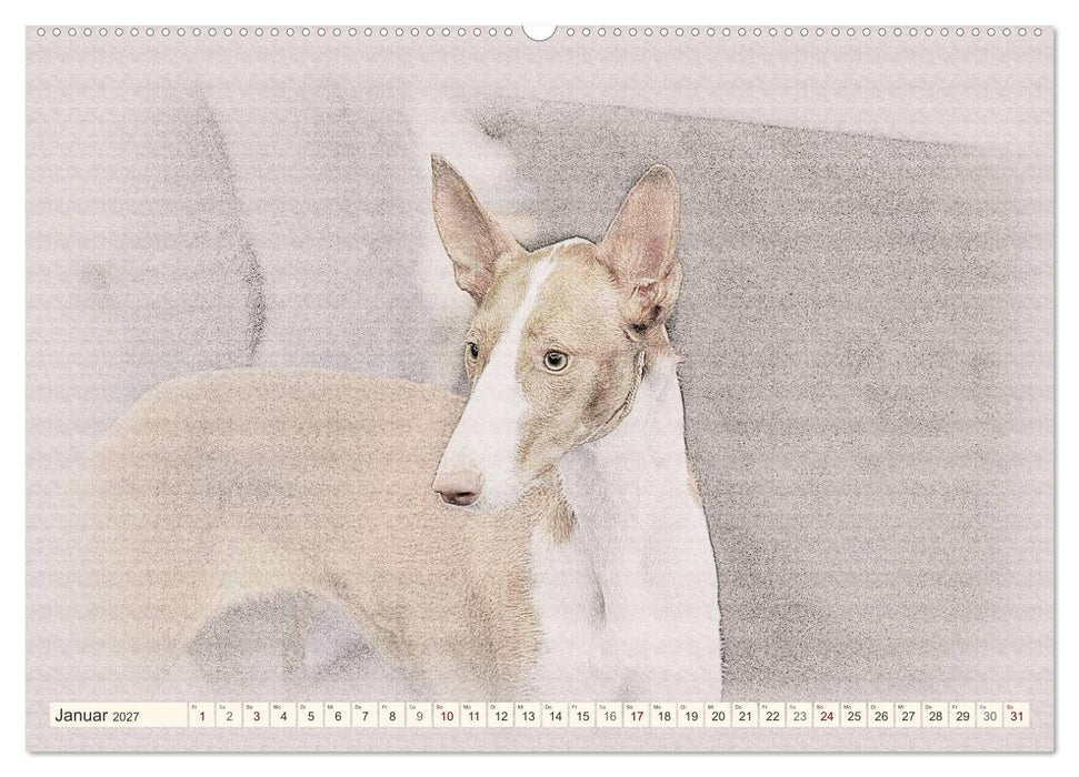 Podencos 2027 (CALVENDO Premium Wandkalender 2027)