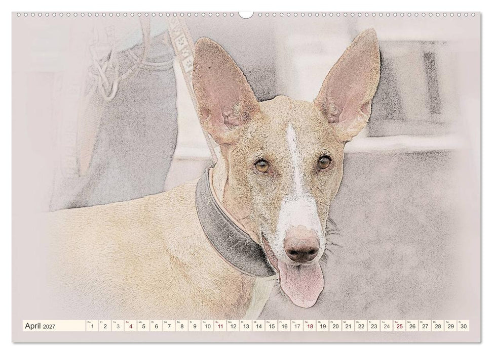Podencos 2027 (CALVENDO Premium Wandkalender 2027)