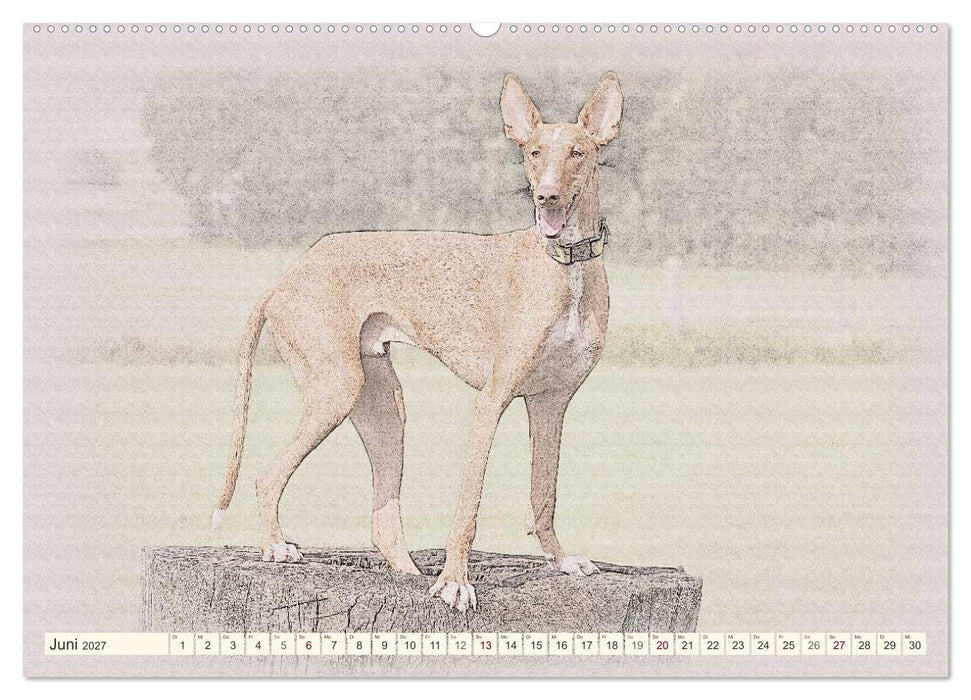 Podencos 2027 (CALVENDO Premium Wandkalender 2027)