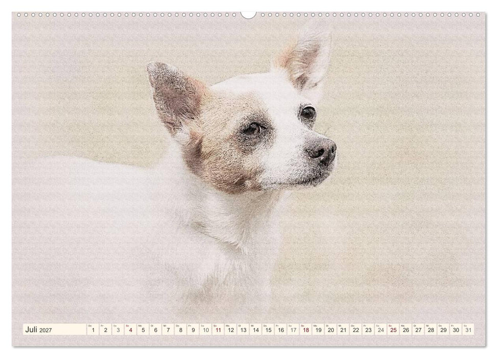 Podencos 2027 (CALVENDO Premium Wandkalender 2027)