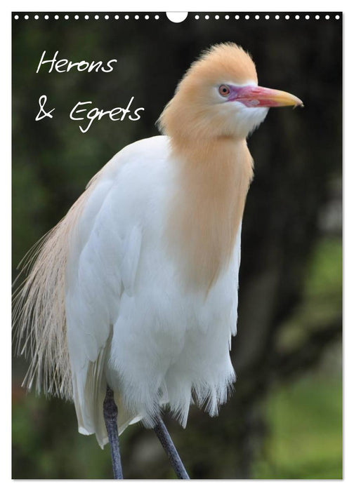 Herons & Egrets (CALVENDO Monthly Calendar 2027)
