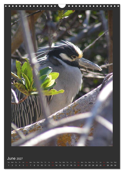 Herons & Egrets (CALVENDO Monthly Calendar 2027)