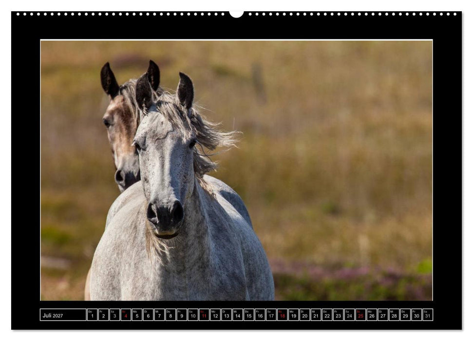 Connemara - Irlands wilder Westen (CALVENDO Premium Wandkalender 2027)