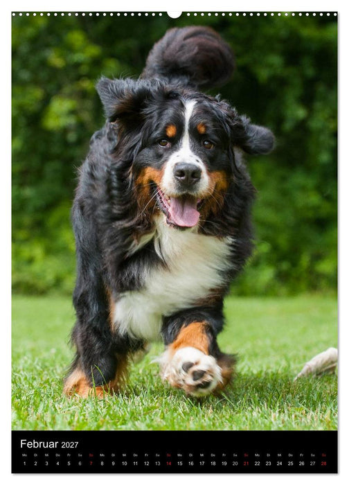 Faszination Berner Sennenhund (CALVENDO Wandkalender 2027)