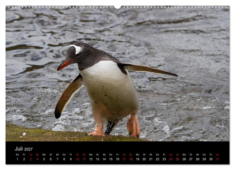 Pinguine - sympathische Frackträger im eisigen Süden (CALVENDO Premium Wandkalender 2027)