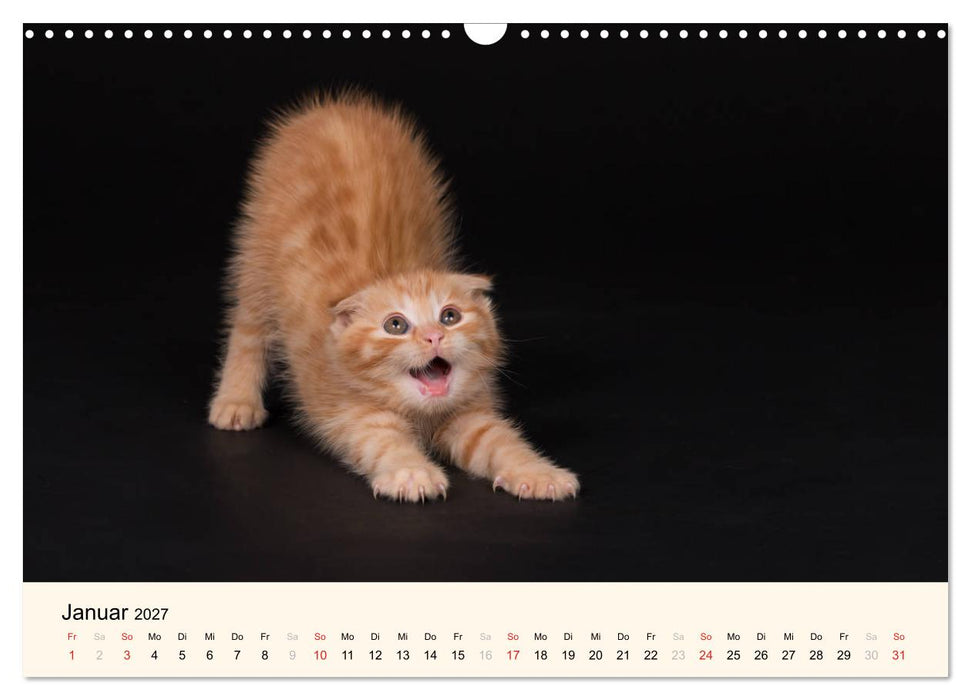 Süße Stubentiger - Katzenkinder (CALVENDO Wandkalender 2027)